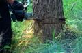 Благоустройство участков и прилегающей территории