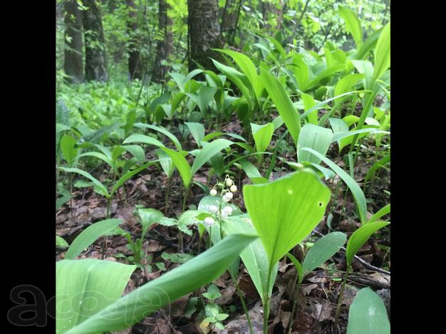 Чернозём, назов, многокомпонентная земля