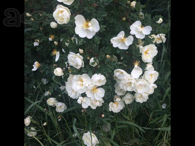 Грунт растительный