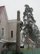 Спилить, удалить, обрезать деревья в Королеве